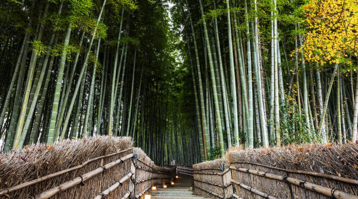 A Path Surrounded By Bamboo