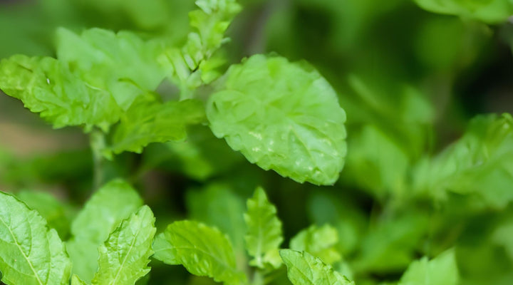 De geneeskrachtige eigenschappen van Heilige Basilicum